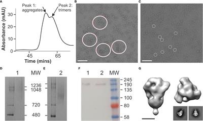 A plant-produced SARS-CoV-2 spike protein elicits heterologous immunity in hamsters